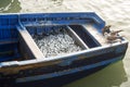 Blue boats, port Essaouira, Morocco Royalty Free Stock Photo