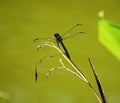 Blue bodied Dragonfly resting on a dried blade of grass in a swamp at the Everglades Royalty Free Stock Photo