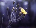 yellow flower close-up blossom garden bokeh background blue Royalty Free Stock Photo