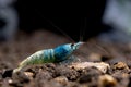 Blue bolt dwarf shrimp eat food on aquatic soil in fresh water aquarium tank. Concept of little beautiful animals help relaxation