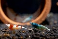 Blue bolt dwarf shrimp eat food on aquatic soil and stay among other types shrimp in front of earthenware decorations in fresh