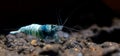 Blue bolt dwarf shrimp look for food in aquatic soil with dark background in freshwater aquarium tank Royalty Free Stock Photo