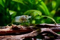 Blue bolt dwarf shrimp stay on timber decorative and under leaves of aquatic plant in fresh water aquarium tank