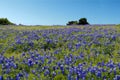 Blue Bonnet Flower Royalty Free Stock Photo