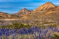 Blue bonnets along the roadside with mountains in the background Royalty Free Stock Photo