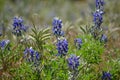 Blue bonnets Royalty Free Stock Photo