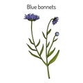 Blue bonnets Jasione montana , medicinal plant