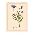 Blue bonnets Jasione montana , or sheeps bit scabious, iron flower medicinal plant