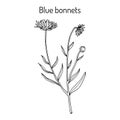 Blue bonnets Jasione montana , or sheeps bit scabious, iron flower medicinal plant