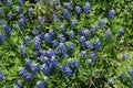 Blue Bonnets in Texas Royalty Free Stock Photo