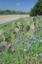 Blue bonnets and wild spring flowers along a road in Texas Royalty Free Stock Photo