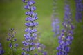 Wild blue indigo wildflower