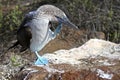 Blue boobie Royalty Free Stock Photo