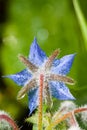 Blue borage Royalty Free Stock Photo
