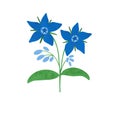 Blue borage flower hand drawn illustration. Cute meadow wildflower isolated element. Royalty Free Stock Photo