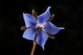 Blue borage flower Royalty Free Stock Photo