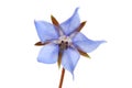 Blue borage flower Royalty Free Stock Photo