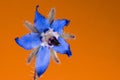 Blue borage flower on an isolated orange background Royalty Free Stock Photo