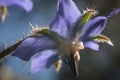 Blue borage flower in spring. Macro photography of borage Royalty Free Stock Photo