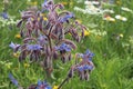 blue borage flower Royalty Free Stock Photo