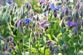 Blue borage flowers Royalty Free Stock Photo