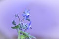 Blue borage flowers     Borago officinalis    with pink background and Royalty Free Stock Photo