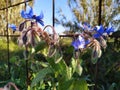 Blue Borage flowers in Cartaya province of Huelva in Spain. Royalty Free Stock Photo