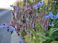 Blue Borage flowers in Cartaya province of Huelva in Spain. Royalty Free Stock Photo