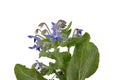 blue borage flowers for decoration at white background Royalty Free Stock Photo