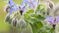 Blue borage flowers outside in the garden pollinated by a bee.