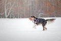 Border collie dog running with toy in winter Royalty Free Stock Photo