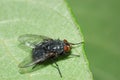 Blue bottle fly Royalty Free Stock Photo