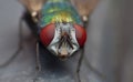Blue bottle fly blowfly Royalty Free Stock Photo