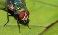 Blue Bottle Fly, Calliphora vomitoria, Lalbagh, Bangalore, Karnataka, India Royalty Free Stock Photo