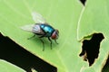 Blue bottle fly, Calliphora vomitoria, Pune, Royalty Free Stock Photo