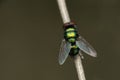 Blue bottle Fly, Calliphora vomitoria, Satara, Maharashtra