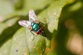Blue Bottle Fly On Garden Leaf Royalty Free Stock Photo