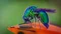 Blue Bottle Fly Insect Animal Royalty Free Stock Photo