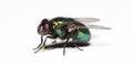 Bluebottle fly Royalty Free Stock Photo