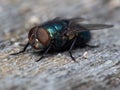 Blue Bottle Fly Royalty Free Stock Photo