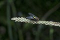 blue bottle fly perched on the weed stem. Royalty Free Stock Photo