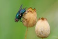 Blue bottle fly sitting motionless on a dry flower. Royalty Free Stock Photo