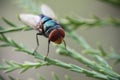 Blue bottle fly Royalty Free Stock Photo