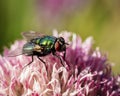 Blue bottle fly on top of a chive flower Royalty Free Stock Photo