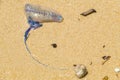 Blue Bottle Jellyfish Or Portugese Man-of-war On Yellow Sand Beach
