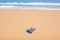 Blue bottle jellyfish on the sand with soft water wave Royalty Free Stock Photo