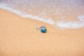 Blue bottle jellyfish on the sand with soft water wave Royalty Free Stock Photo