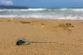 Blue Bottle jellyfish washed ashore