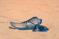 Blue bottle or Portuguese man of war jellyfish close up Royalty Free Stock Photo