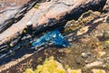 Blue bottle or Portuguese man of war jellyfish in water Royalty Free Stock Photo